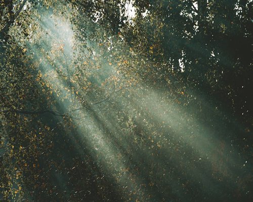 Calm atmospheric forest landscape with soft sunlight breaking through trees